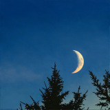 Crescent Moon and Spruce