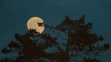 Moondrunk