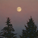 Moon Between Spruces