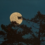 Moondrunk